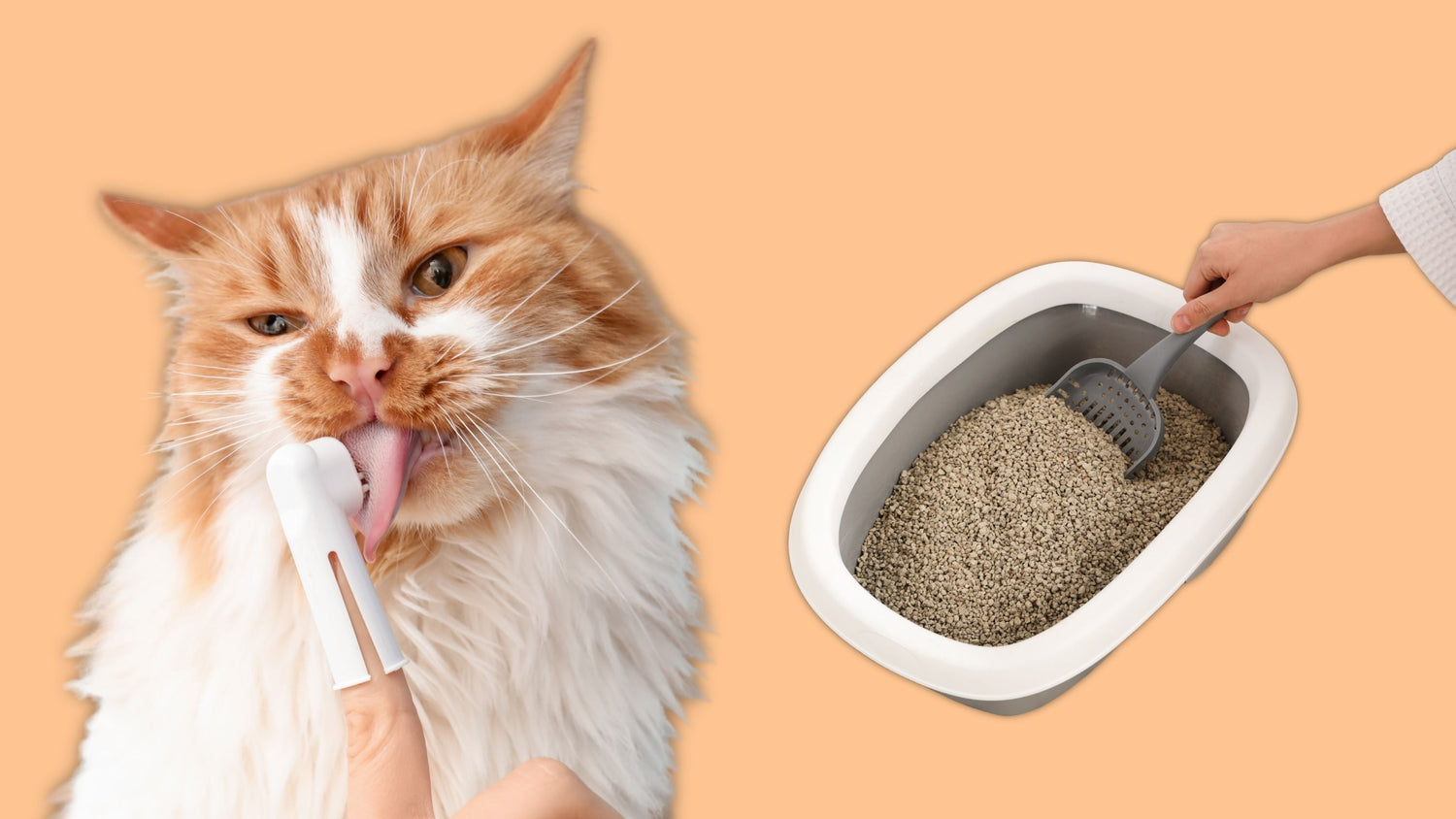 Cat General Cleaning